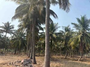 WhatsAppImage2026-02-03at11.19.20AM