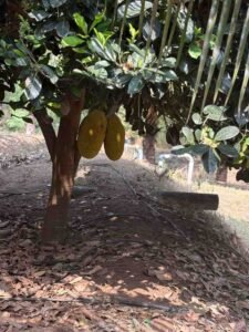 WhatsAppImage2026-02-03at11.30.01AM1