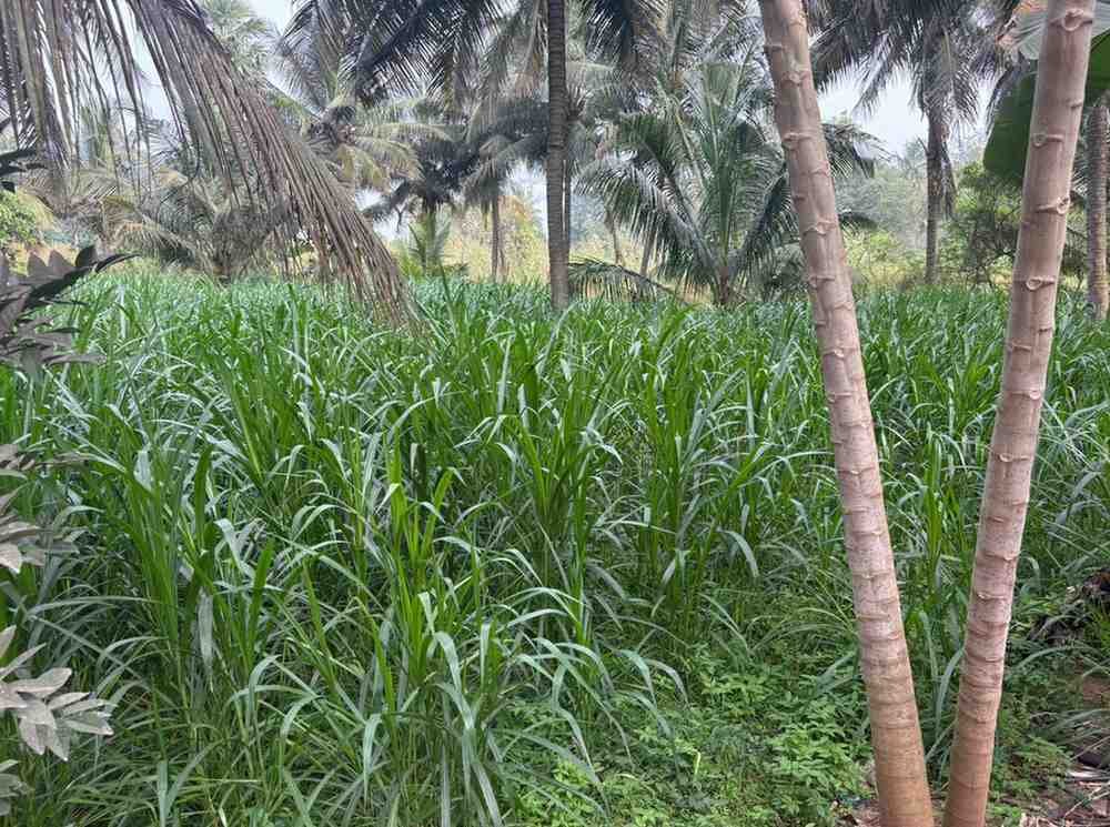 WhatsAppImage2026-02-12at12.44.12PM