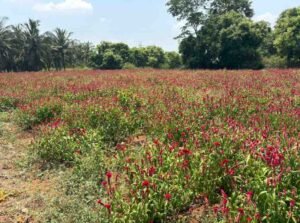 WhatsAppImage2026-03-23at10.40.07AM