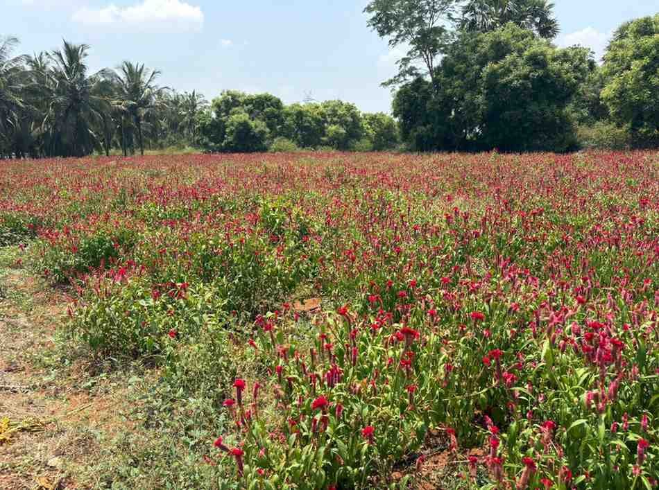 WhatsAppImage2026-03-23at10.40.07AM