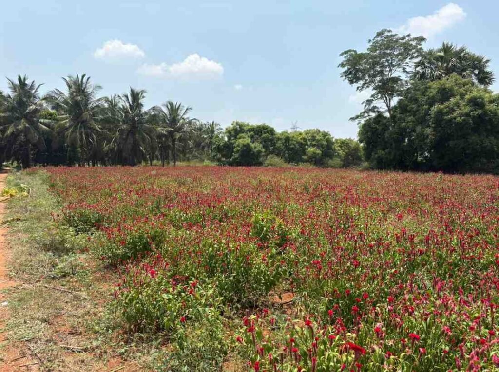 WhatsAppImage2026-03-23at10.40.08AM