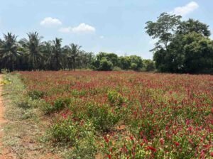 WhatsAppImage2026-03-23at10.40.08AM